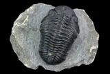 2.7" Pedinopariops Trilobite - Mrakib, Morocco - #126318-1